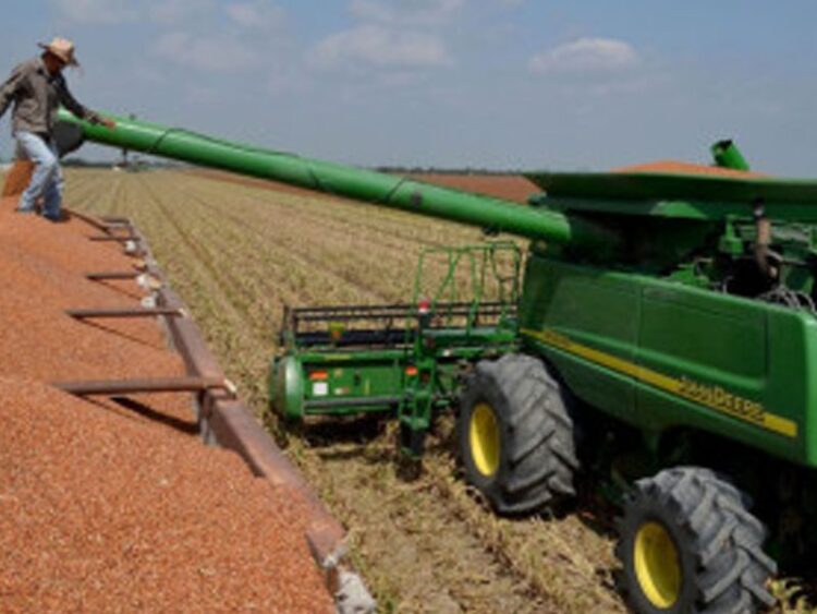 Trillas de sorgo rebasan el 40 por ciento de la superficie sembrada en San Fernando