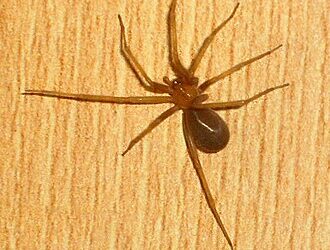 Inicia temporada en que aparece la araña “violinista”