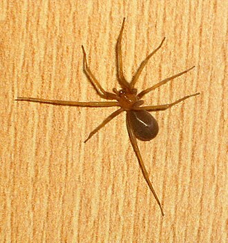 Inicia temporada en que aparece la araña “violinista”