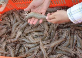 No todos han respetado veda de camarón en la laguna madre 