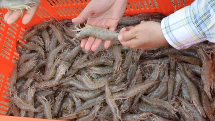 No todos han respetado veda de camarón en la laguna madre