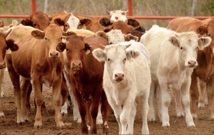 Convierte México crisis del ganado en bonanza para exportar carne