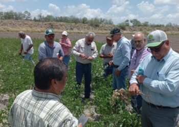 Supervisan avance del cultivo de frijol guar en el norte de Tamaulipas