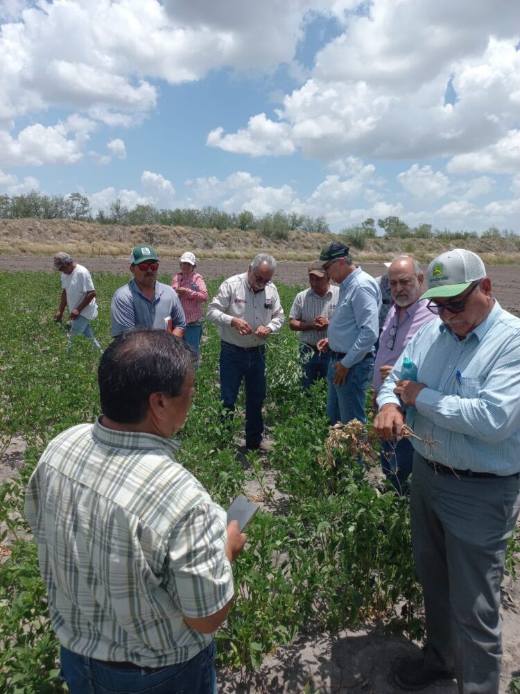 Supervisan avance del cultivo de frijol guar en el norte de Tamaulipas