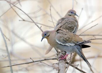 La cacería de palomas “Alas Blancas” deja jugosa derrama en la región