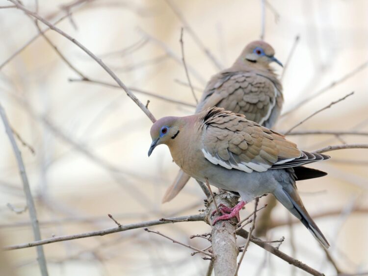 La cacería de palomas “Alas Blancas” deja jugosa derrama en la región