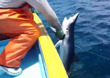 Se reanuda pesca de tiburones en el Golfo de México