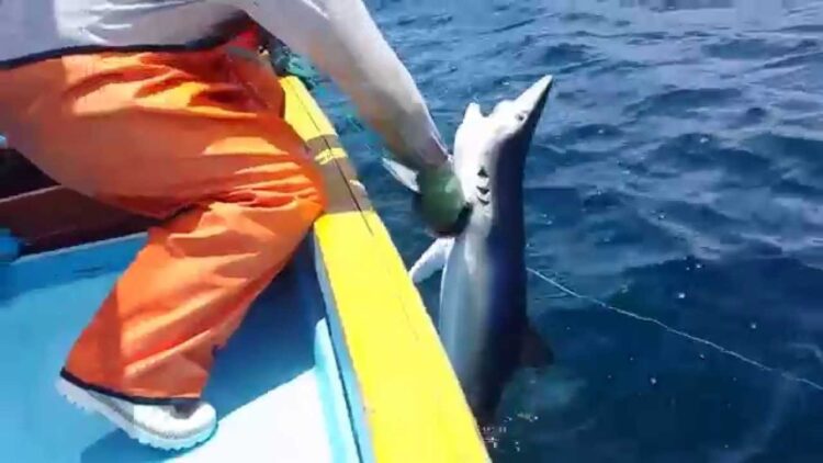 Se reanuda pesca de tiburones en el Golfo de México