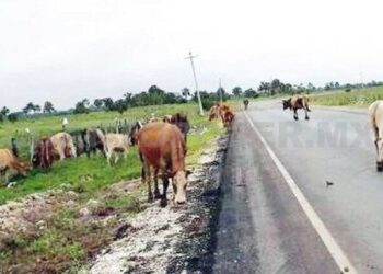 Exigen a dueños de ranchos impedir que ganado invada las carreteras