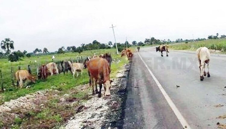 Exigen a dueños de ranchos impedir que ganado invada las carreteras