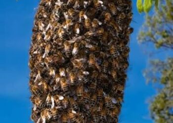Crecen enjambres de abejas africanizadas; es la temporada