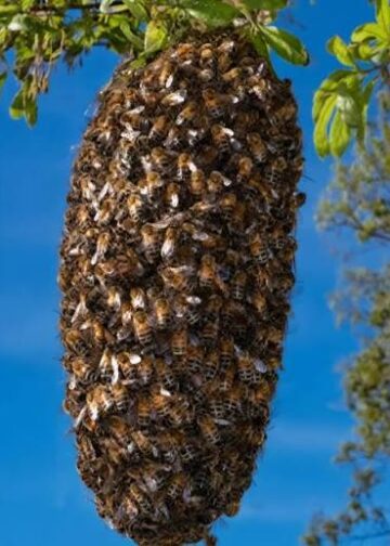 Crecen enjambres de abejas africanizadas; es la temporada