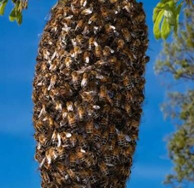 Crecen enjambres de abejas africanizadas; es la temporada