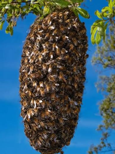 Crecen enjambres de abejas africanizadas; es la temporada