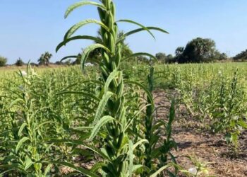 El ajonjolí se convierte en alternativa para reemplazar al sorgo