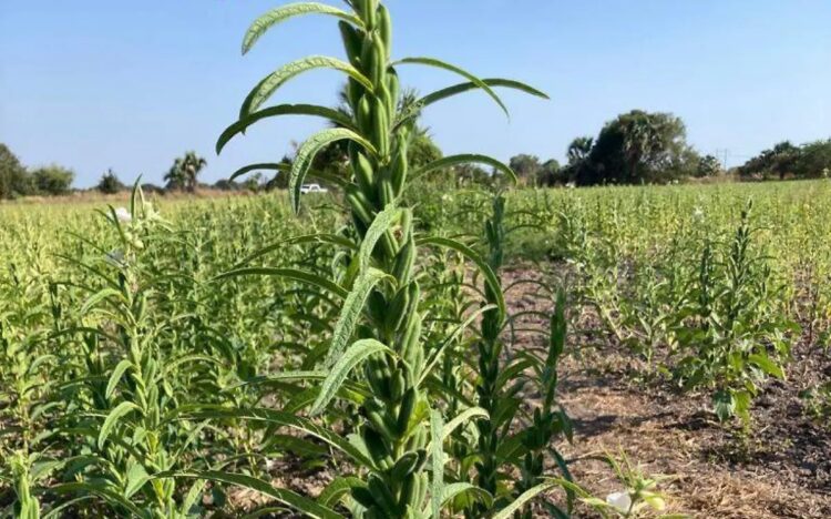 El ajonjolí se convierte en alternativa para reemplazar al sorgo