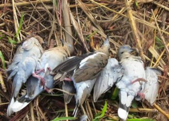 Por iniciar temporada de cacería de palomas “Alas Blancas”