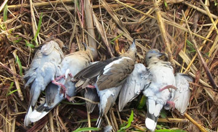 Por iniciar temporada de cacería de palomas “Alas Blancas”