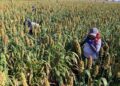 Sequía pone en agonía cultivos de sorgo y maíz en Tamaulipas; cinco municipios están en crisis