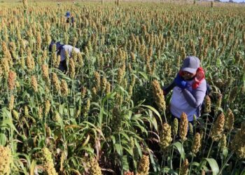Sequía pone en agonía cultivos de sorgo y maíz en Tamaulipas; cinco municipios están en crisis