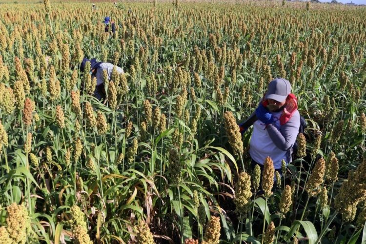 Sequía pone en agonía cultivos de sorgo y maíz en Tamaulipas; cinco municipios están en crisis