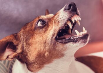 Fuerte calor hace que los perros sean más agresivos; ayer mordieron a una persona