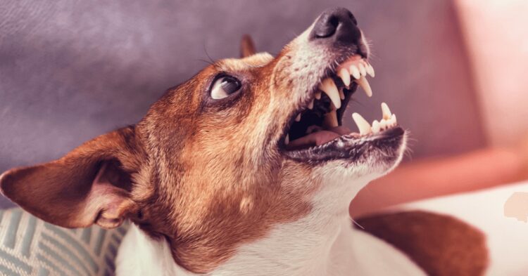 Fuerte calor hace que los perros sean más agresivos; ayer mordieron a una persona