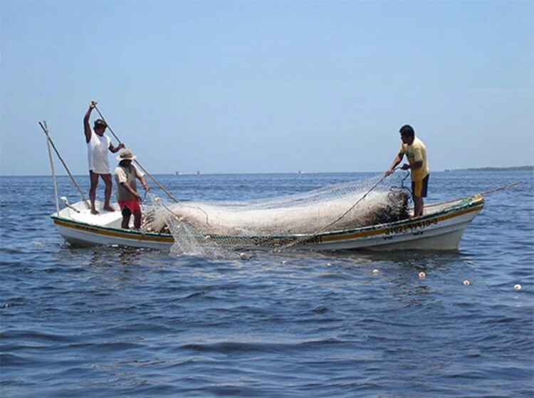 Mañana inicia nueva veda de Lisa en aguas de la laguna madre