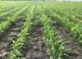Siembras de sorgo en ciclo “tardío” son imperceptibles