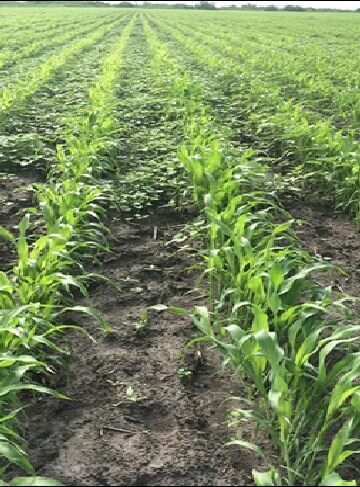 Siembras de sorgo en ciclo “tardío” son imperceptibles