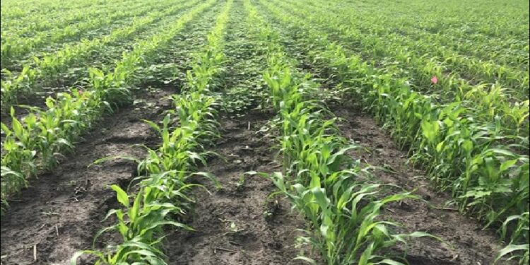 Siembras de sorgo en ciclo “tardío” son imperceptibles 