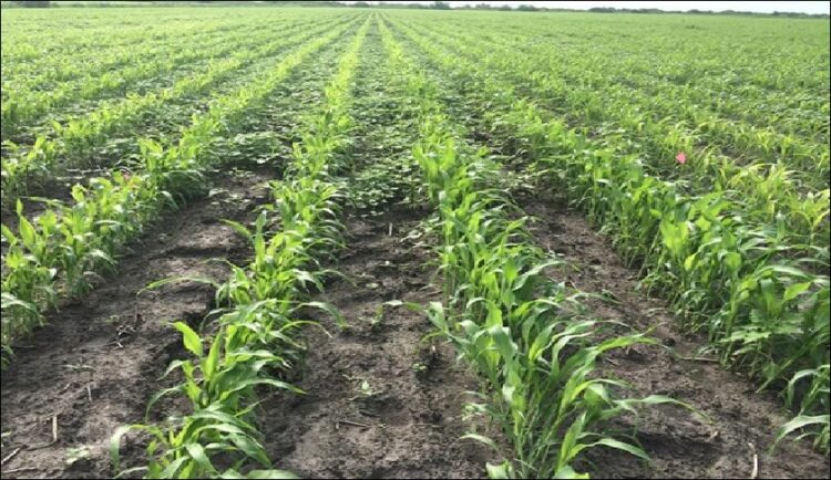 Siembras de sorgo en ciclo “tardío” son imperceptibles