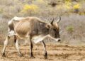 Vacas flacas está dejando la falta de lluvia en San Fernando