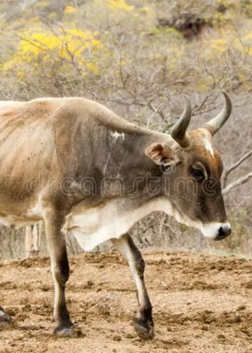 Vacas flacas está dejando la falta de lluvia en San Fernando
