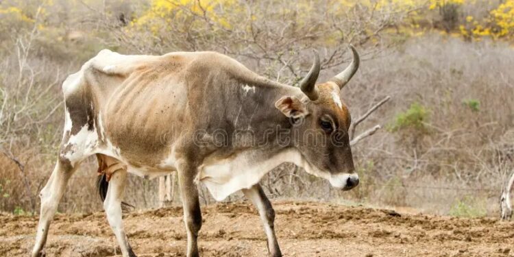 Vacas flacas está dejando la falta de lluvia en San Fernando