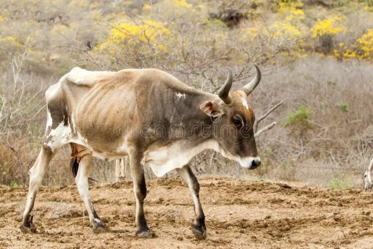 Vacas flacas está dejando la falta de lluvia en San Fernando