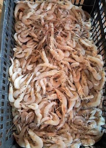 Precio del camarón no baja porque la captura es menor en la laguna madre