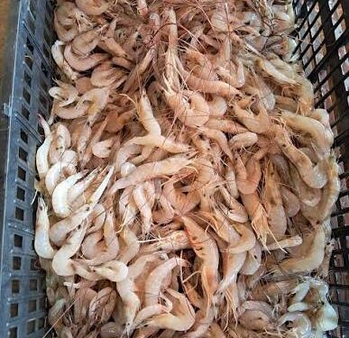 Precio del camarón no baja porque la captura es menor en la laguna madre