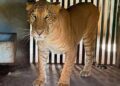 Felino híbrido asegurado irá temporalmente al Zoológico de Tamatán