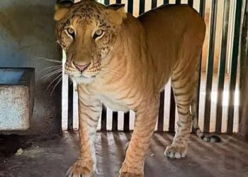 Felino híbrido asegurado irá temporalmente al Zoológico de Tamatán