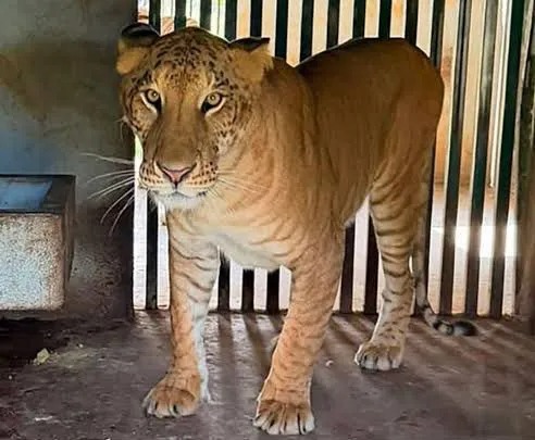 Felino híbrido asegurado irá temporalmente al Zoológico de Tamatán
