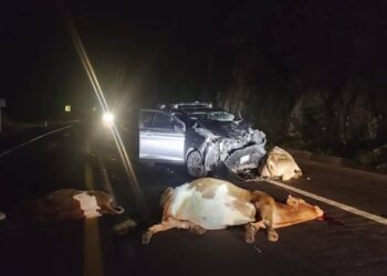 Pese a las exhortaciones y percances ganado sigue suelto en las carreteras