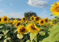 Impulsan siembra de girasol en San Fernando; la tonelada está por encima de los 8 mil pesos