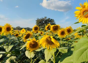 Impulsan siembra de girasol en San Fernando; la tonelada está por encima de los 8 mil pesos