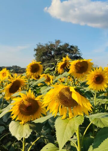 Impulsan siembra de girasol en San Fernando; la tonelada está por encima de los 8 mil pesos
