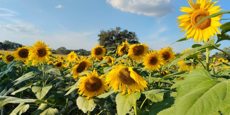 Impulsan siembra de girasol en San Fernando; la tonelada está por encima de los 8 mil pesos