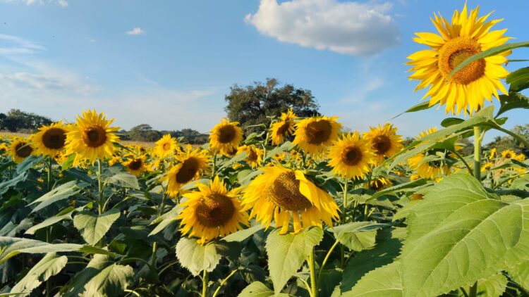 Impulsan siembra de girasol en San Fernando; la tonelada está por encima de los 8 mil pesos