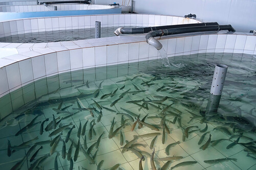 Granjas acuícolas, una alternativa para pescadores de la laguna madre