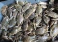 La tecnificación de la pesca es una urgencia para pescadores