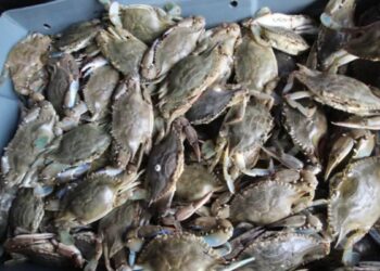 La tecnificación de la pesca es una urgencia para pescadores